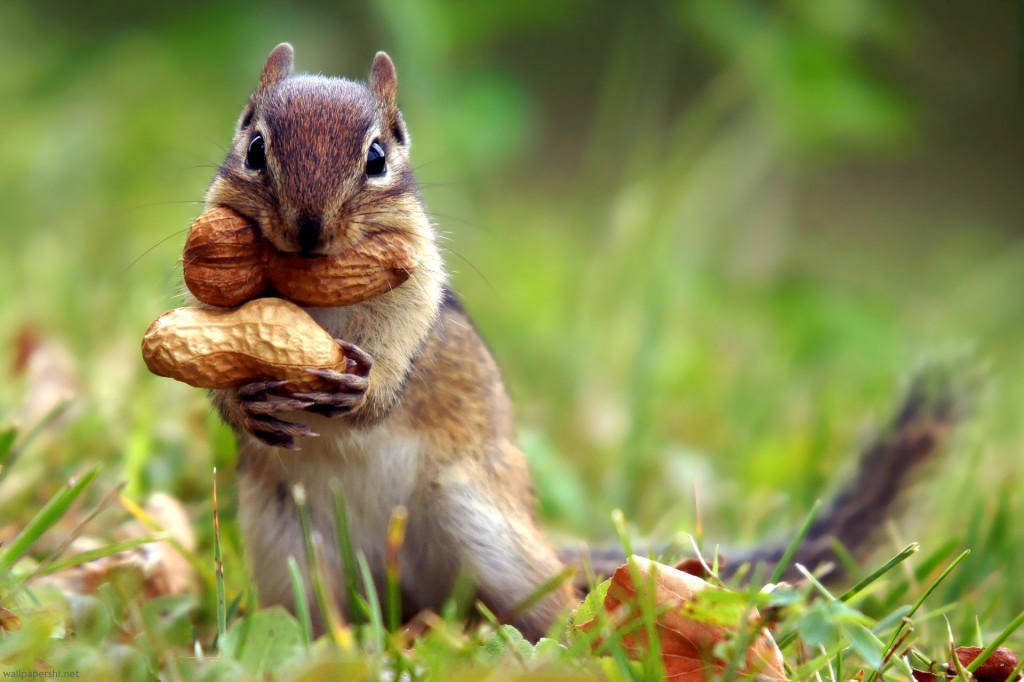 squirrel nut cute animal nature grass 1920x1280 1024x682